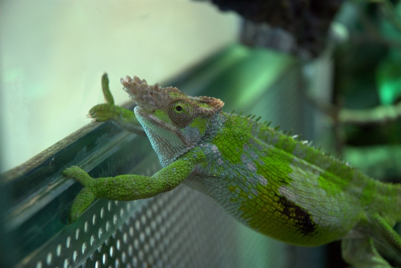 Gecko.jpg