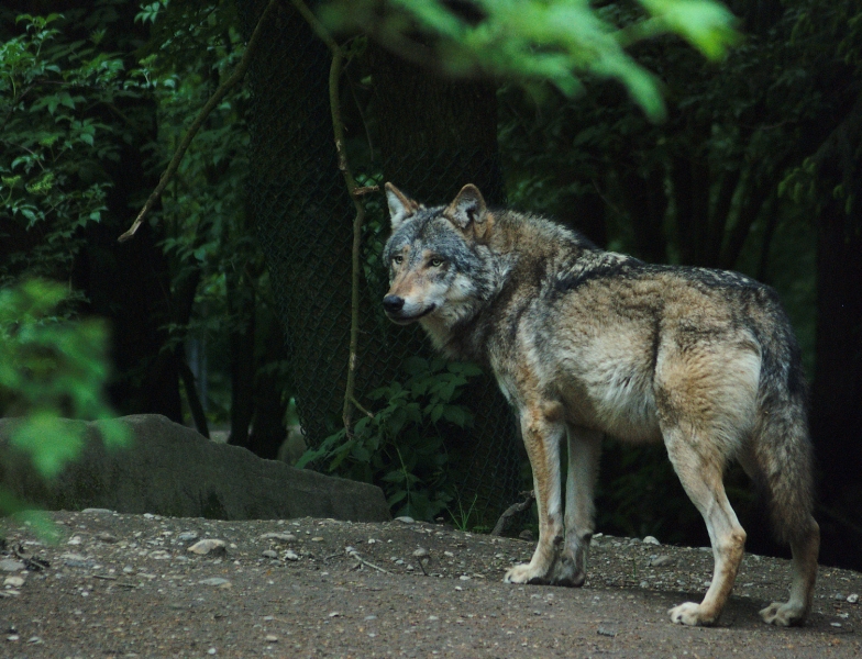 Wolf.jpg