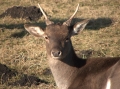 Hirsch