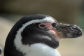 Pinguin