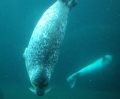 Seehund_1